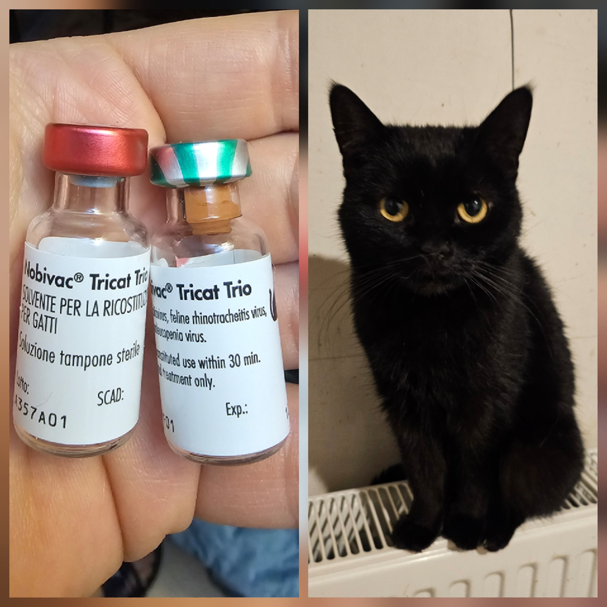 Фото автора. Помогите купить вакцины для кошачьего приюта.