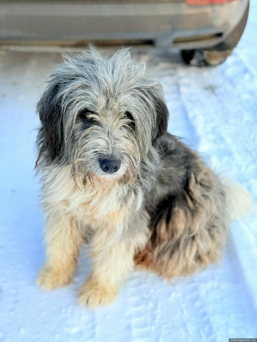 Пёс Серый. Фото из комментариев под публикацией в соцсети