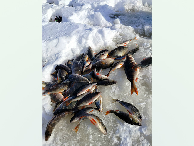 В Тверской области сейчас идеальные условия для зимней рыбалки