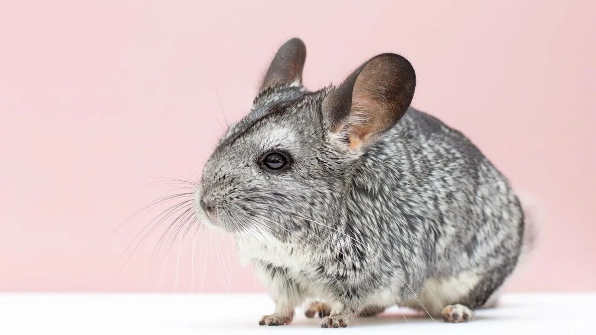 Шиншиллы очень интересные и необычные существа!