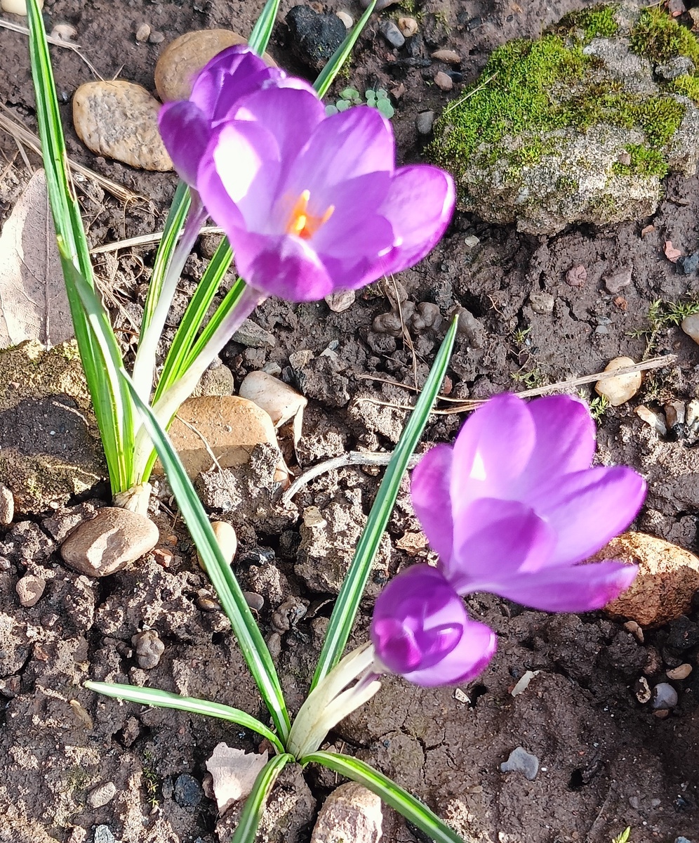 "Скоро весна" - кричат цветы! 