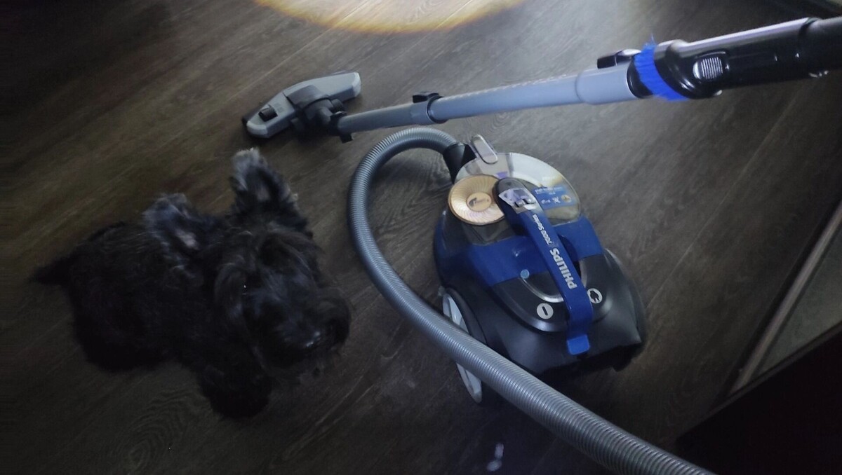    «Собака лает, пылесос гудит»: за что могут оштрафовать жителя многоэтажки в Ростове   rostovgazeta.ru