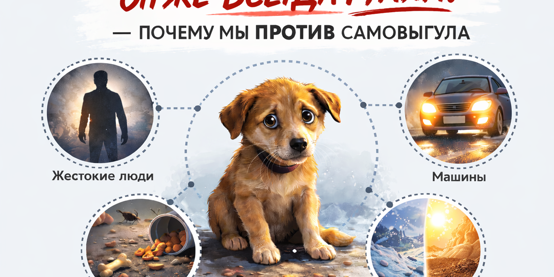 «Он же всегда гулял!» - почему мы против самовыгула