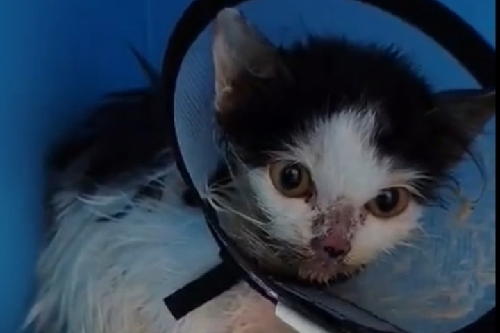 Ростовские волонтеры спасают котенка с множественными заболеваниями