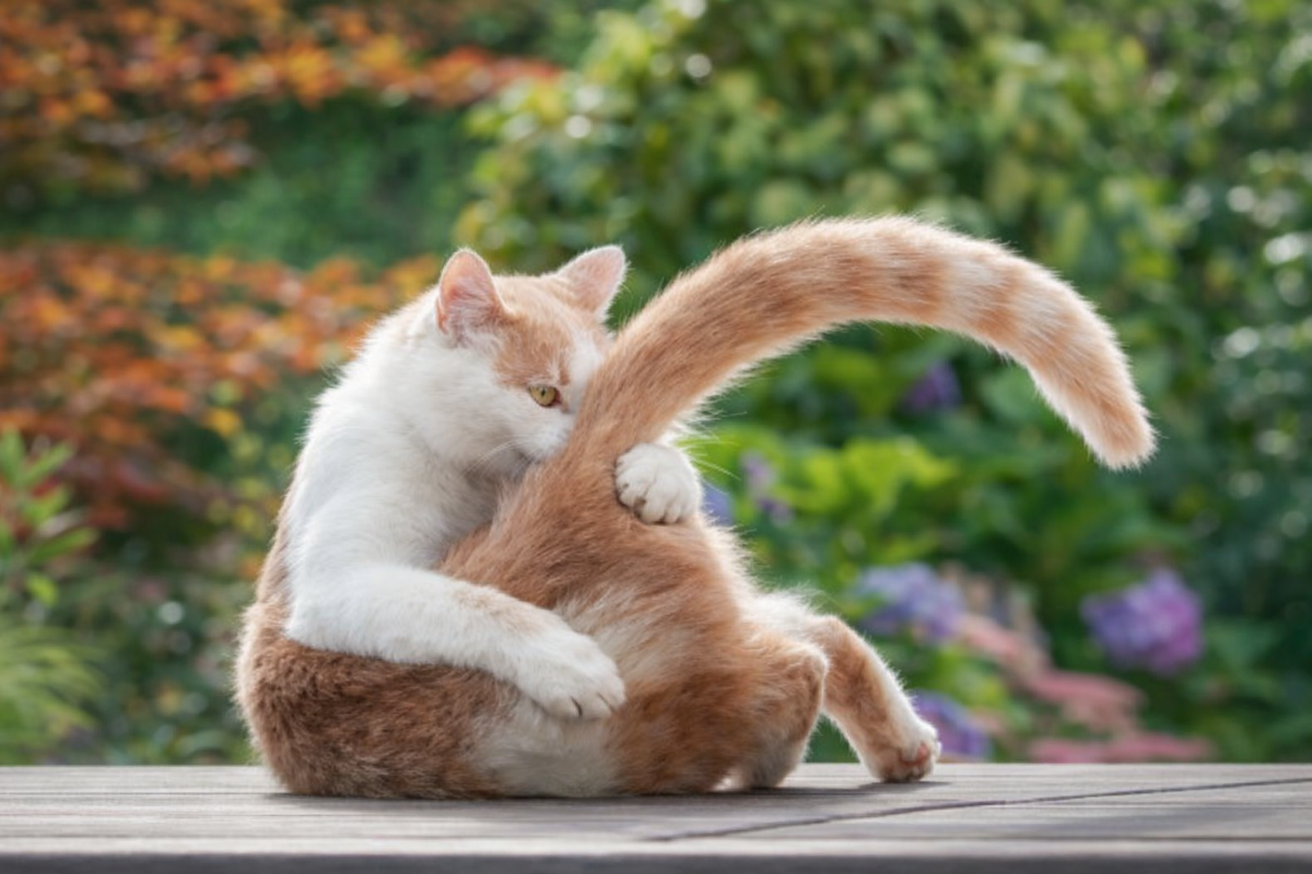 Кот «ловит» хвост 