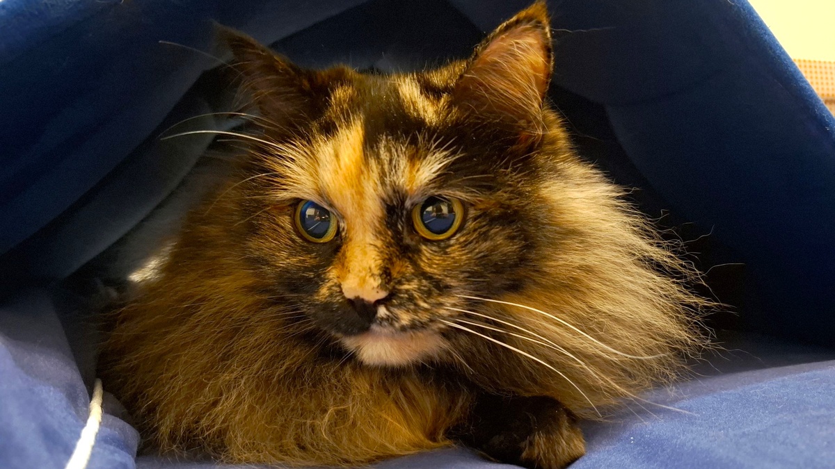    Югорчане могут бесплатно стерилизовать домашних животных