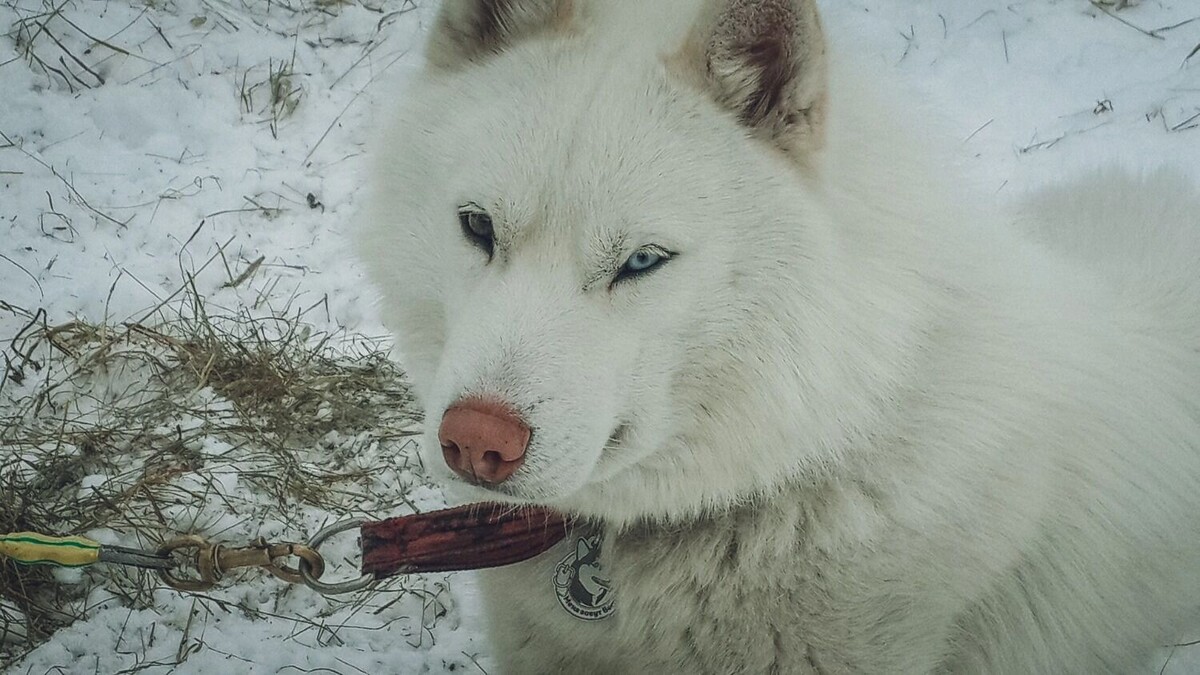    Хотите уберечь питомца — водите его на коротком поводке   1MI
