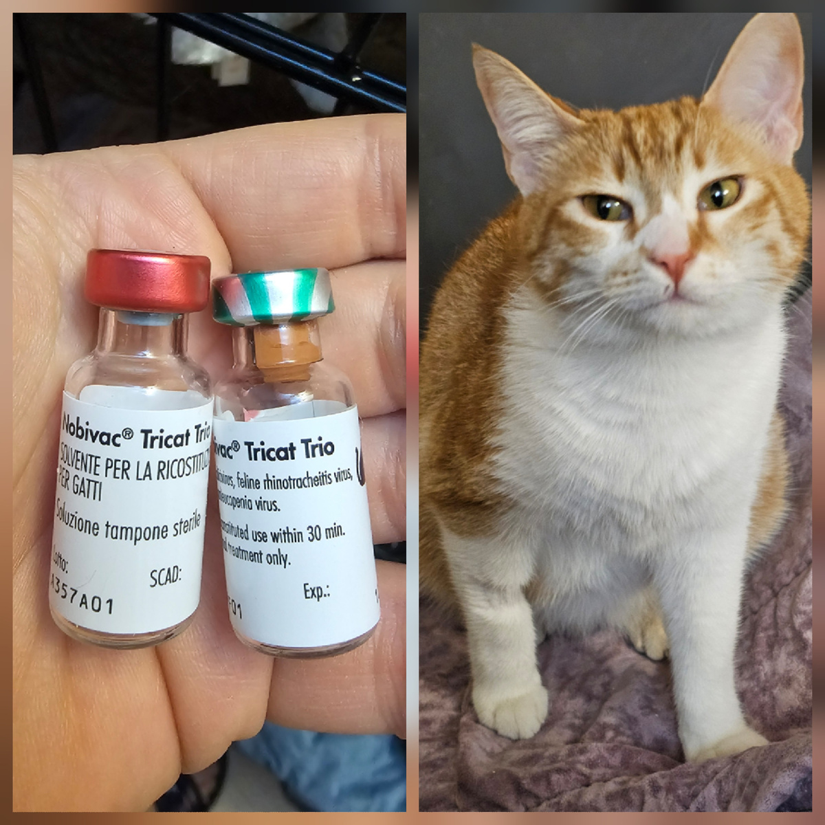 Фото автора. Помогите купить вакцины для кошек приюта.