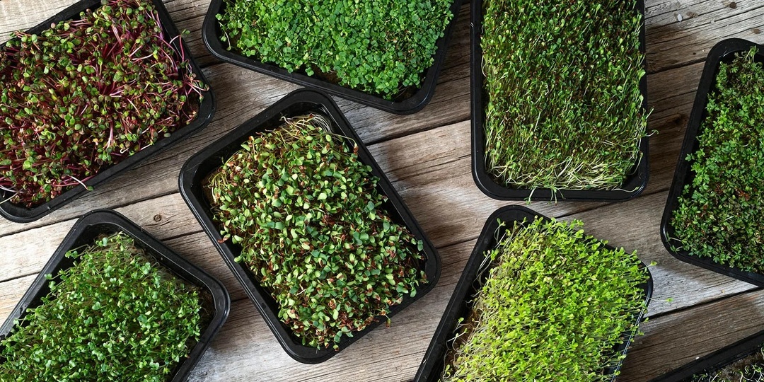Почему мы все должны выращивать микрозелень (и как это сделать). 6 фактов о полезном суперфуде
