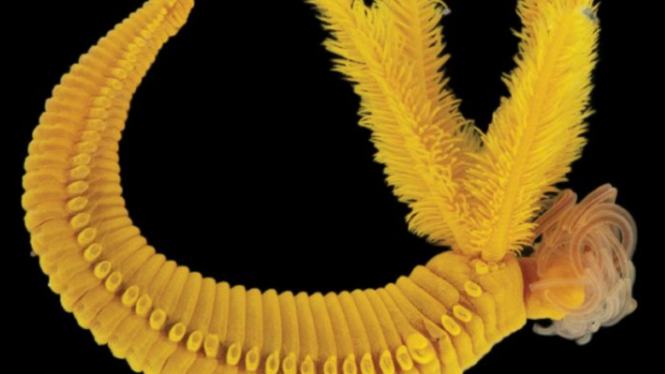 ФОТО: Кадр из программы"Невероятно интересные истории", РЕН ТВ