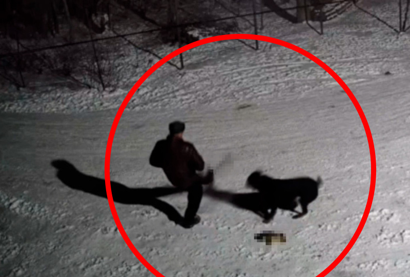 Луганчанин натравил огромного пса на избитых щенков в СНТ «Чернобылец»