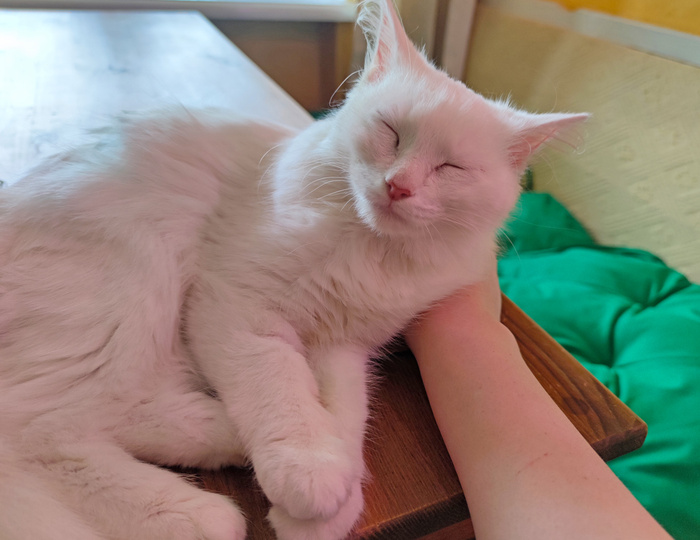 Резеда съездила в больницу