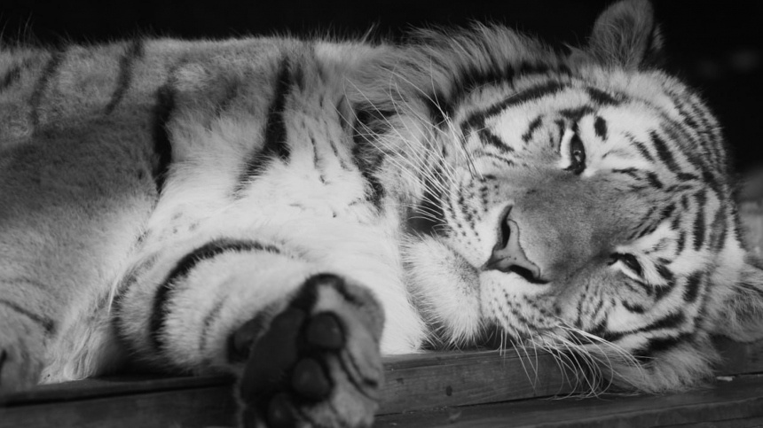    Фото: Telegram/Ленинградский зоопарк/lenzoopark