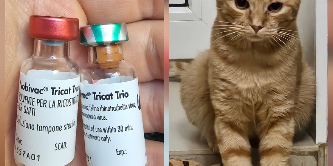 Кота. Кота помогите спасти.