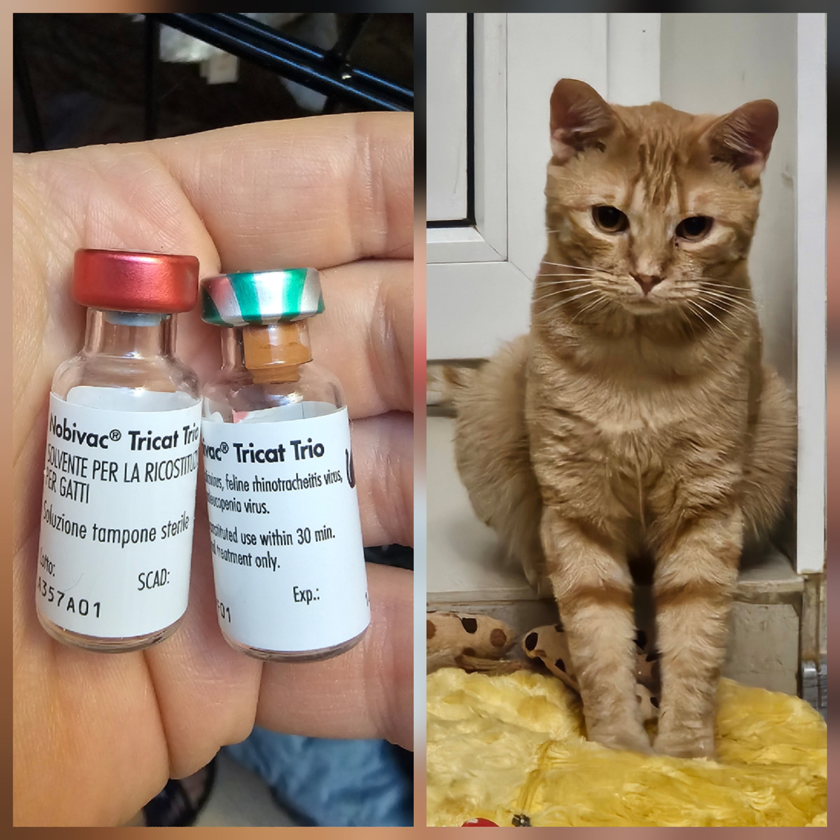 Фото автора. Помогите выкупить вакцины от чумки.