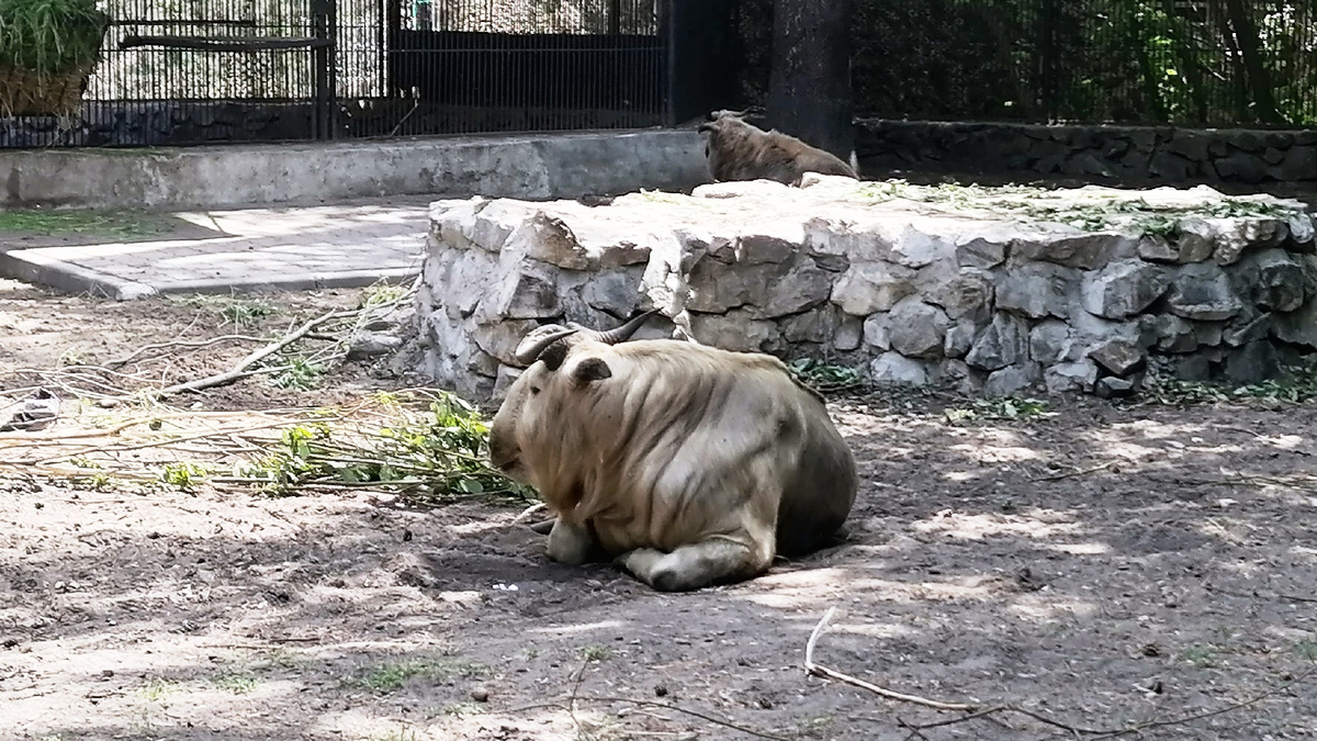 Кто-то рогатый (Фото: Nixe (Bearna Team))