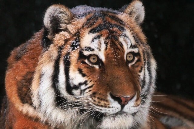    Фото: Ленинградский зоопарк