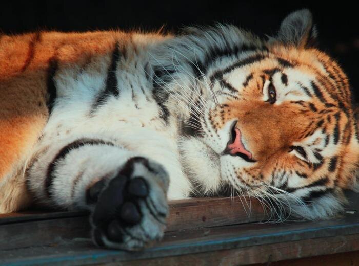 Амадей. Обложка © пресс-служба Ленинградского зоопарка