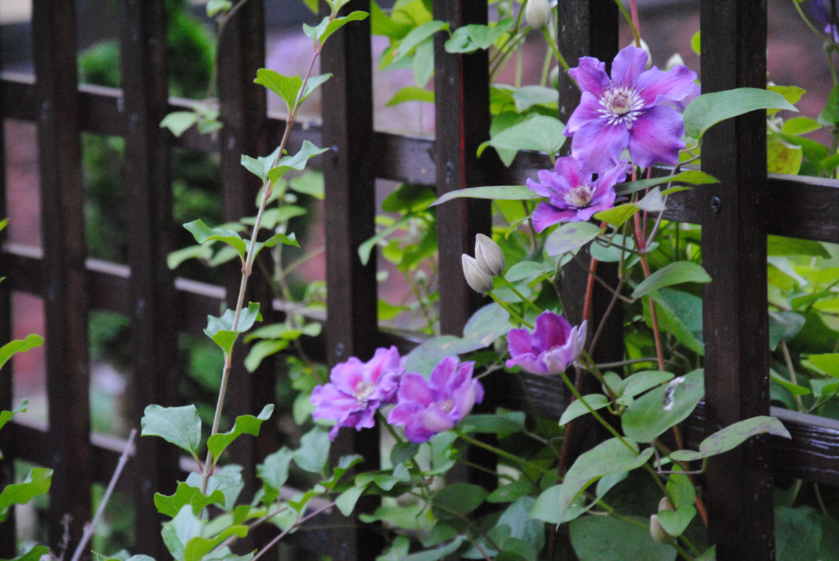 Клематис Ашва в моём саду