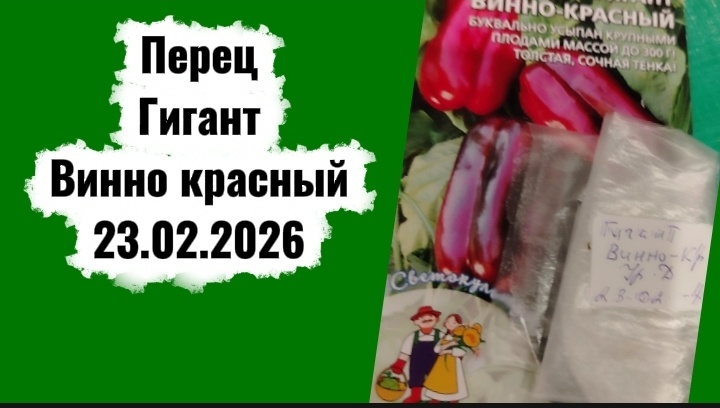 Семена перцев в ватные диски на 23 февраля.