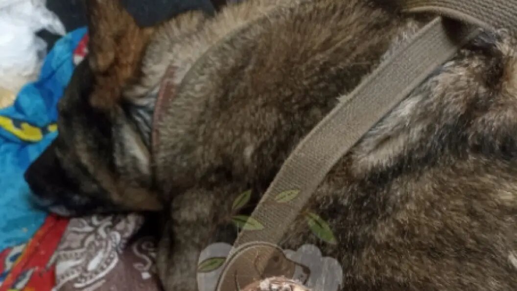    ДодоБоня теперь в добром приюте. Фото: приют для животных «Того»/соцсети.