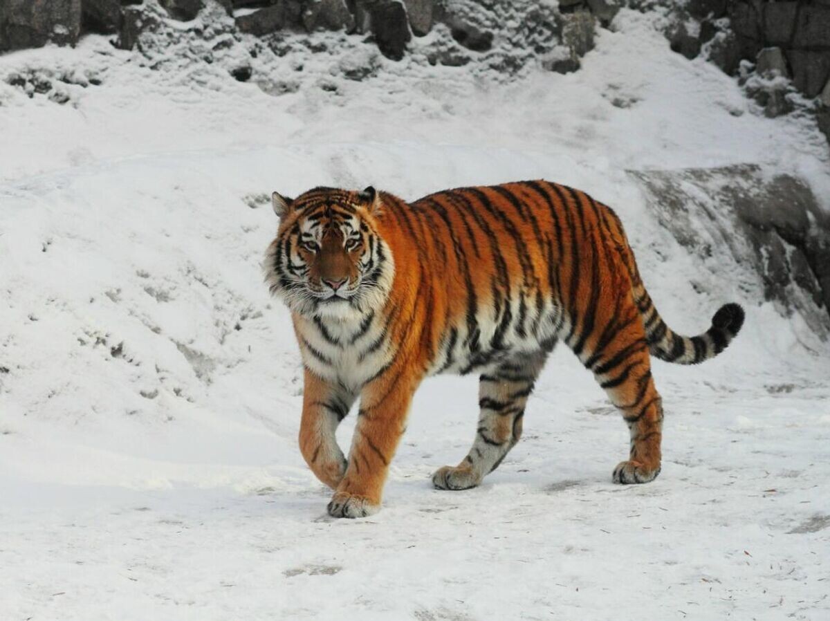    Тигр Амадей в Ленинградском зоопарке | © Фото : Ленинградский зоопарк/ВКонтакте