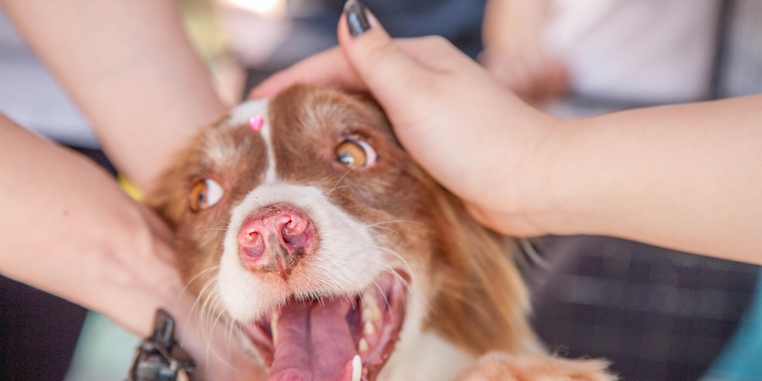 Как помогать приютам для животных, если денег у вас нет?