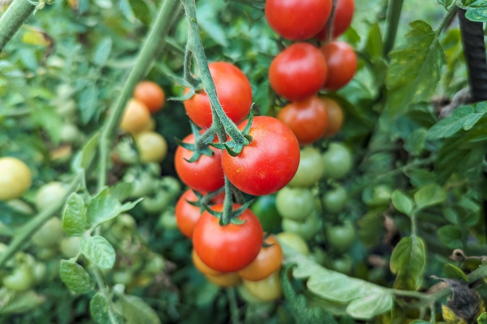 Урожай помидоров на подоконнике вырастить можно — но для этого надо подождать. Фото: Даниил ОПАРИН