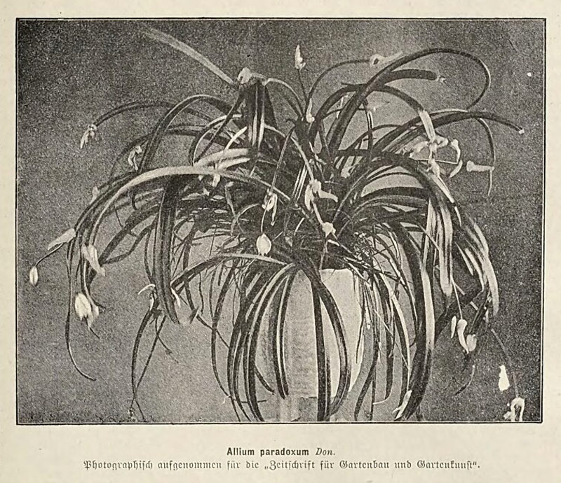 Фотография Лука удивительного в Zeitschrift für Gartenbau und Gartenkunst. №12. 1894