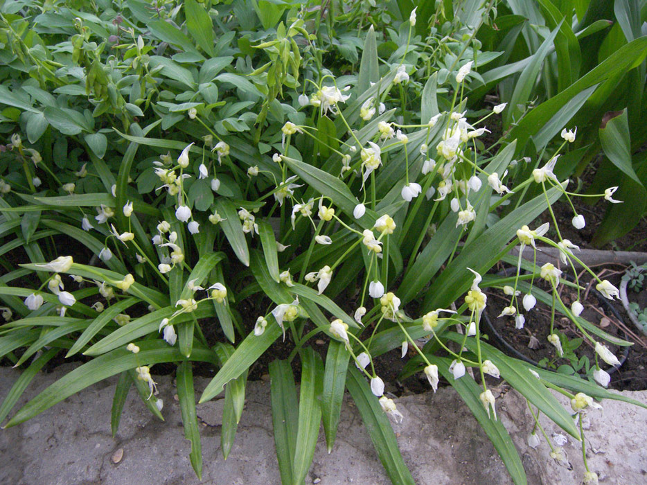 Лук удивительный (Allium paradoxum (M. Bieb.) Don) в моем саду.