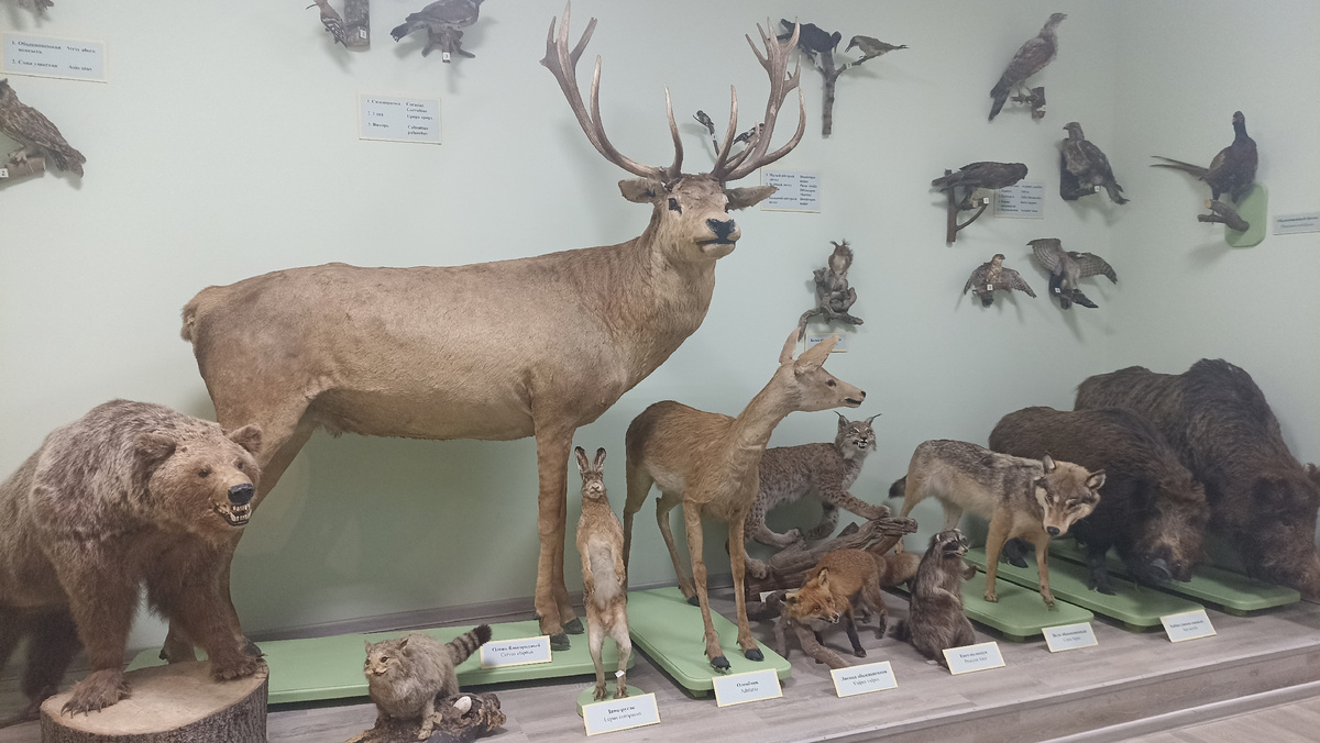 экспозиция музея