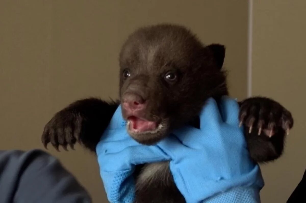    Спасенные под Бежаницами медвежата показали характер на ветобследовании