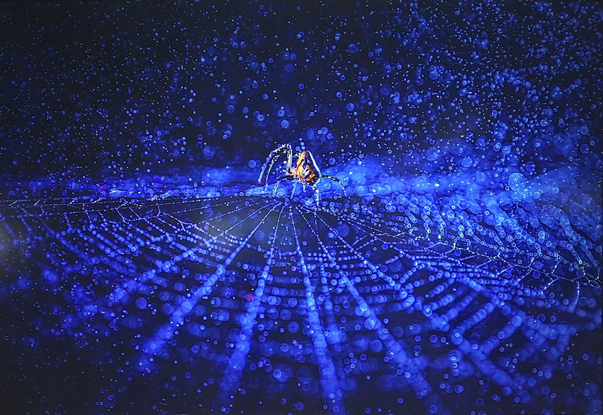 Арджун Хварит (Индия). Властелин вселенной. На фото - паук-кругопряд, который умеет плести великолепные паутины. Фото с  Фото с фестиваля "Золотая черепаха" 2025. Перефотографировано мной