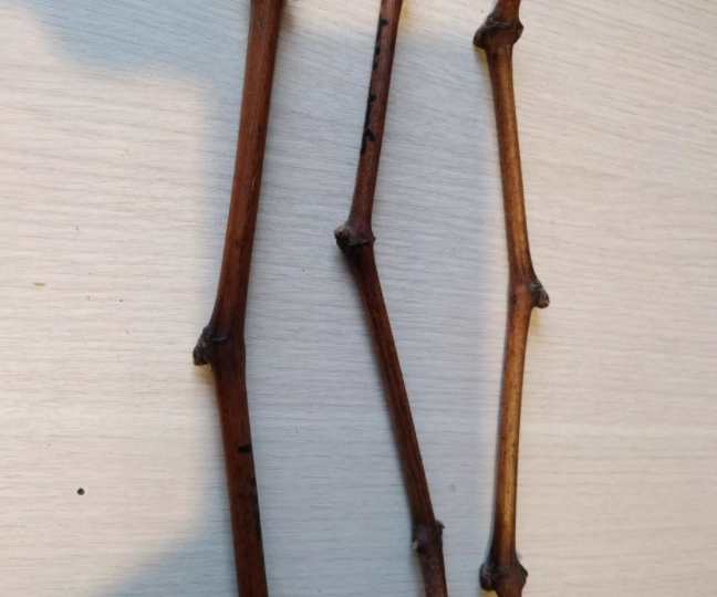 📅 🍇Когда  будить черенки северного винограда для проращивания?