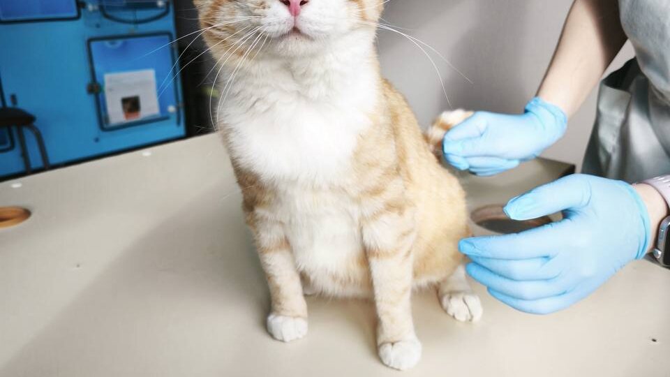 Был домашний - стал бездомным. А потом котик заболел, инфекция. Нужна помощь