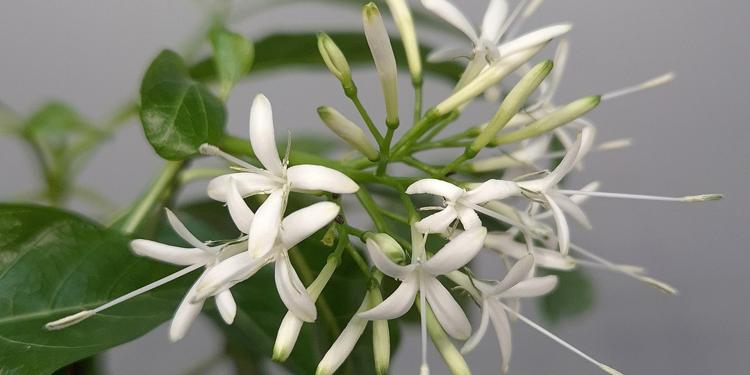 Паветта австралийская, лат.: Pavetta australiensis