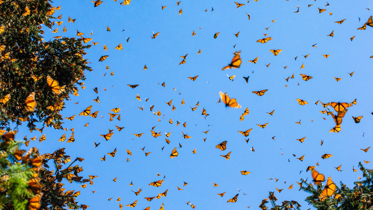 Вы стоите в самом центре живого шторма, где миллионы бабочек создают невероятный узор, закрывая собой горизонт. Источник фото - https://golnk.ru/88XDx