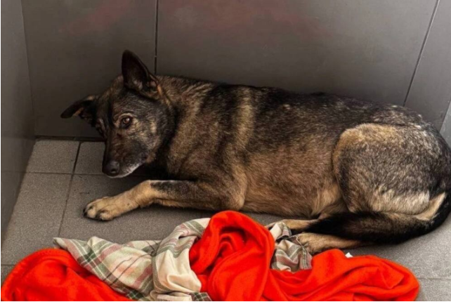 Собака доверяла людям. Фото: соцсети.