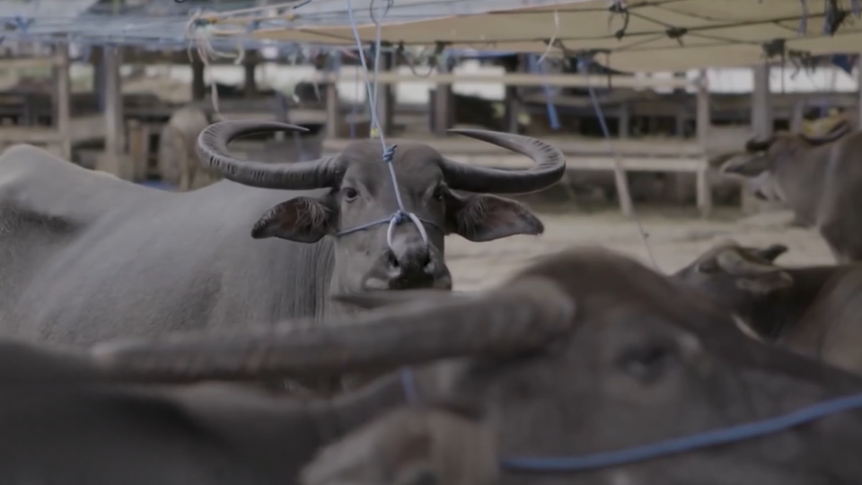 ФОТО: Кадр из программы "Загадки человечества", РЕН ТВ