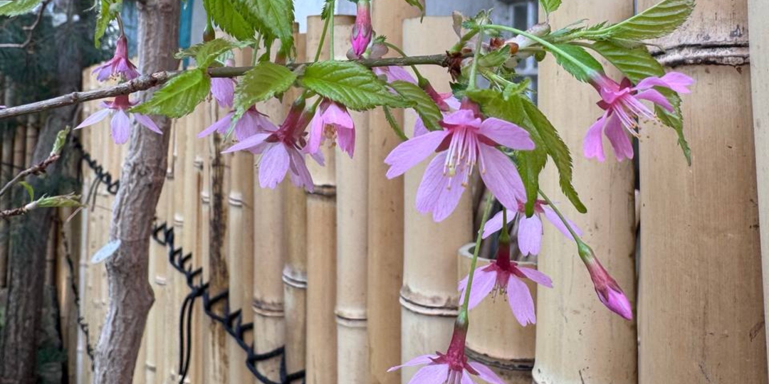 В Ботаническом саду распустились первые цветы сакуры — фото