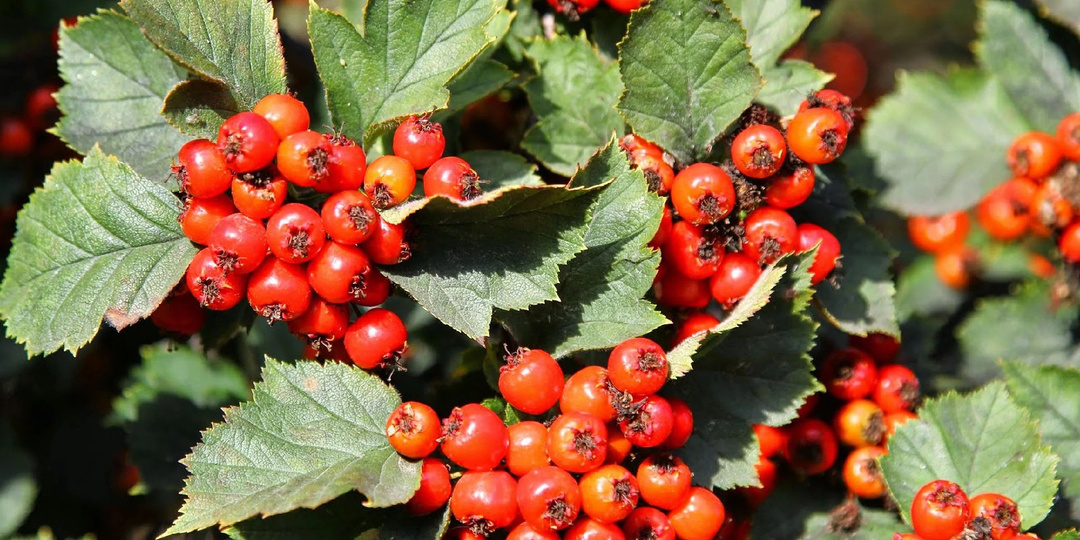 Чем боярышник полезен для здоровья