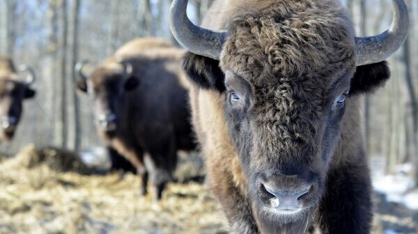    © Sputnik / Татьяна Федоренко