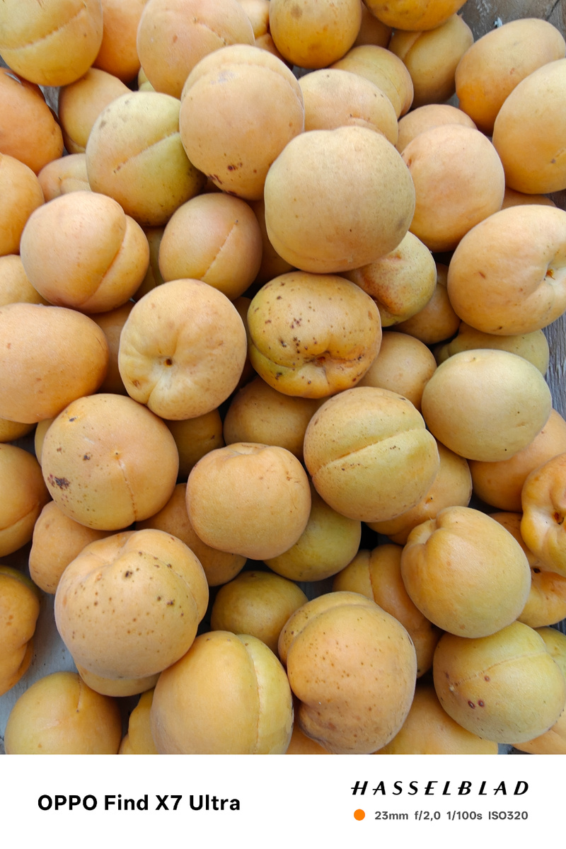 Свои абрикосы 2025 года