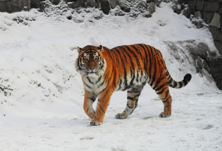 фото: пресс-служба Ленинградского зоопарка