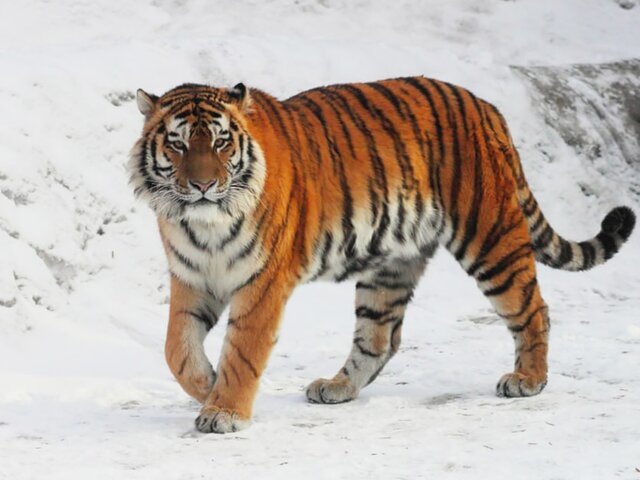    Фото: телеграм-канал "Ленинградский зоопарк"