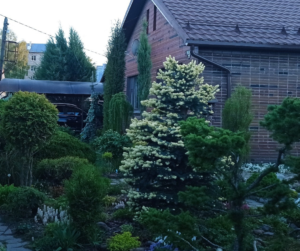 кусочек леса