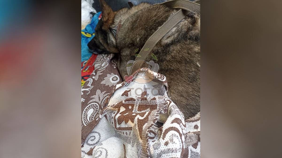    Фото: vk / Приют для животных «Того»