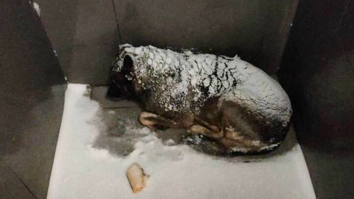  Фото: Соцсети