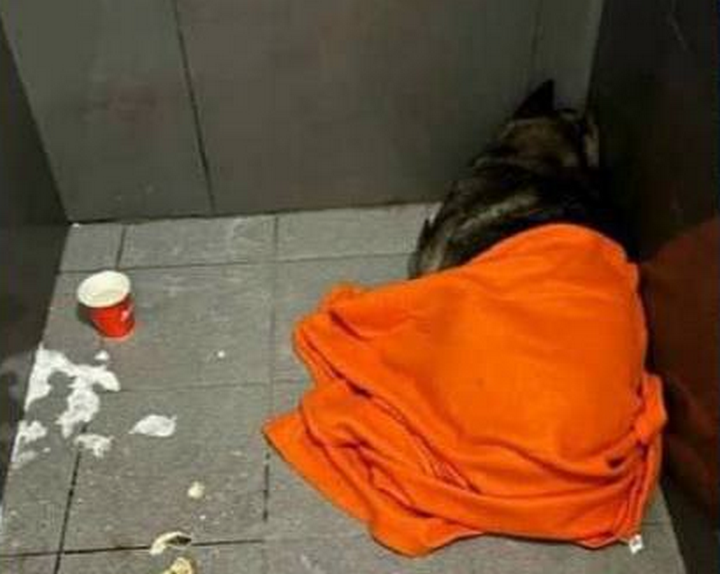 Додобоня замерзала, пока ее не спас курьер Миша. ФОТО: телеграм-канал.