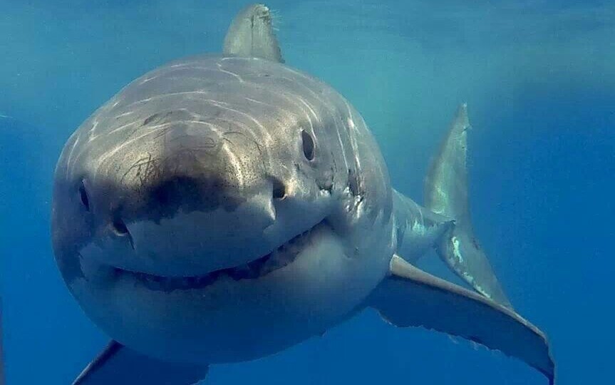 Три главных людоеда: почему из 500 видов акул только четверых стоит бояться по-настоящему